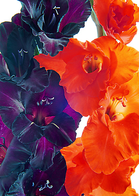 포토 JPG 해외이미지 식물 기념일 꽃잎 꽃 꽃다발 2 꽃무늬 자연 발렌타인데이 선물 사랑 사람없음 장식 빨간색 여름 정원 성장 벚꽃 흰색 꽃술 생일 닫기 다발 제비꽃 오브젝트 원예 내추럴 고립 엘리먼트 해외포토 계절 감정 컬러 무늬 모션 데이이벤트 이벤트 취미 생태계 파일형식 이미지허브