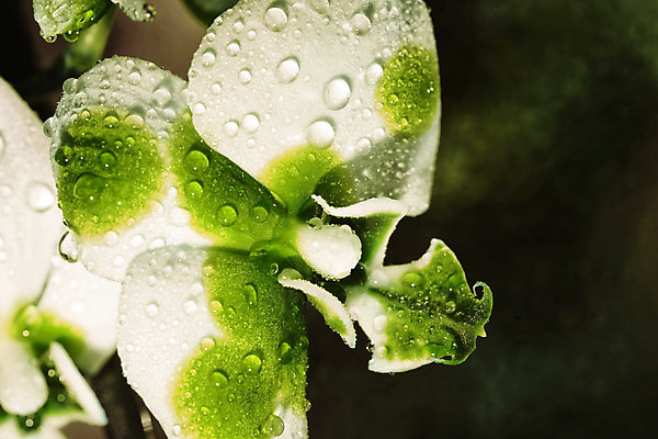 포토 JPG 해외이미지 식물 디자인 꽃잎 꽃 줄기 분홍색 꽃다발 백그라운드 잎 꽃무늬 패턴 자연 발렌타인데이 선물 사람없음 장식 초록색 여름 뷰티 노란색 정원 보라색 스파 봄 벚꽃 흰색 나뭇가지 신선 난초 우아함 닫기 제비꽃 호접란 내추럴 고립 이국적 해외포토 나무 계절 컬러 컨셉 무늬 모션 데이이벤트 생태계 파일형식 이미지허브