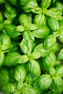포토 JPG 해외이미지 잎 사람없음 아웃포커스 초록색 하이앵글 허브 향신료 바질 해외포토 식물 뷰포인트 컬러 촬영기법 향미료 파일형식 이미지허브