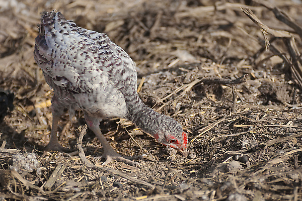포토 JPG 해외이미지 동물 중동 사람없음 농장 치킨 시리아 해외포토 나라 농업 닭고기요리 파일형식 이미지허브