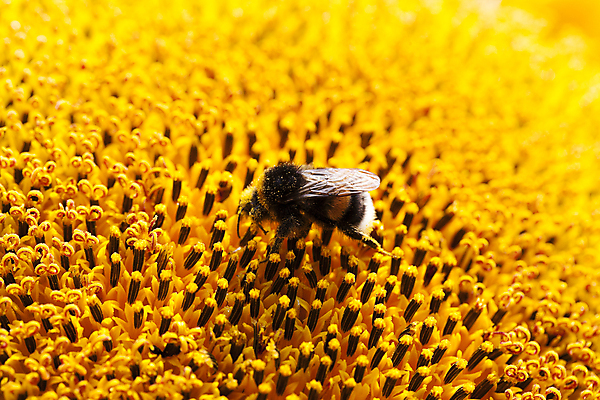 포토 JPG 해외이미지 한마리 해바라기 근접촬영 사람없음 해외포토 1 꽃 뷰포인트 파일형식 이미지허브