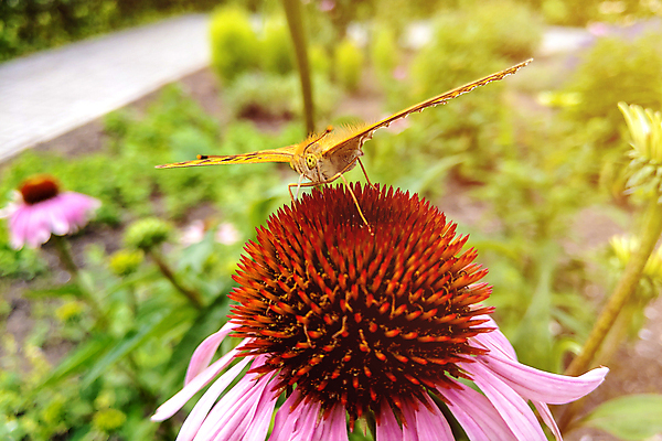 포토 JPG 해외이미지 식물 동물 꽃잎 꽃 야생동물 나비 곤충 백그라운드 꽃무늬 패턴 날개 오렌지 자연 벽지 안테나 사람없음 야외 빨간색 초록색 여름 컬러풀 뷰티 노란색 환경 정원 검은색 봄 활발 흰색 달콤 만족 원예 꽃가루 꿀 내추럴 수유 해외포토 계절 감정 컬러 컨셉 무늬 과일 통신 취미 맛 가루 생태계 파일형식 이미지허브