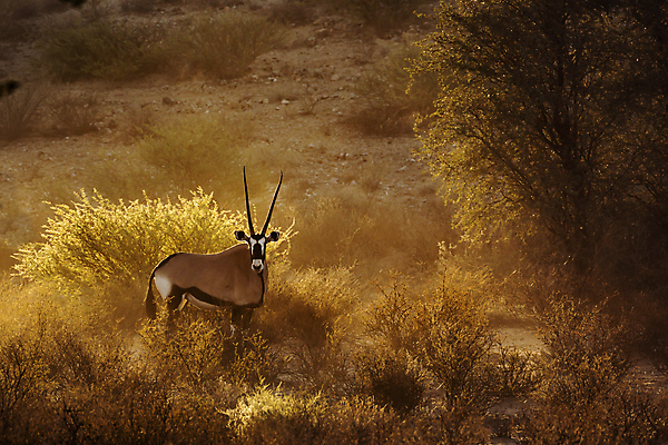 포토 JPG 해외이미지 동물 응시 야생동물 포유류 아프리카 자연 뿔 국립공원 사람없음 가로 관광지 달러 새벽 사막 황무지 보호 저녁 사파리 영양 나미비아 남아프리카 보츠와나 보호구역 칼라하리 해외포토 자연요소 시선 공원 나라 여행 컨셉 돈 야간 생태계 구역 파일형식 이미지허브