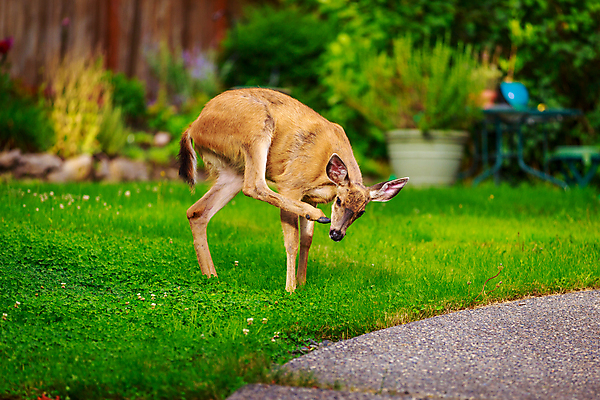 포토 JPG 해외이미지 동물 포유류 자연 사슴 초원 사람없음 야외 가로 카피스페이스 해외포토 공백 생태계 파일형식 이미지허브