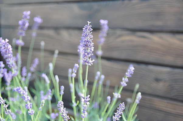 포토 JPG 해외이미지 식물 디자인 계절 꽃 백그라운드 꽃무늬 농업 자연 풍경 사람없음 야외 아웃포커스 장식 여름 컬러풀 뷰티 보라색 벚꽃 도시 저녁 허브 제비꽃 향기 아로마 아로마테라피 라벤더 내추럴 블러 해외포토 산업 컬러 무늬 촬영기법 야간 생태계 냄새 테라피 파일형식 이미지허브