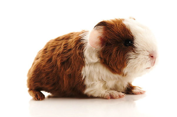 포토 JPG 해외이미지 한마리 사람없음 기니피그 해외포토 1 포유류 파일형식 이미지허브