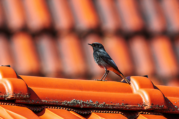 포토 JPG 해외이미지 동물 응시 계절 남자 유럽 야생동물 날개 노래 자연 조류 서기 앉기 사람없음 야외 뷰티 갈색 회색 나뭇가지 작음 깃털 꼬리 부리 내추럴 동물상 해외포토 나무 시선 나라 음악 컬러 모션 사람 조형물 크기 생태계 파일형식 이미지허브