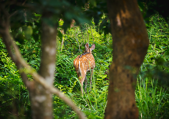 포토 JPG 해외이미지 주간 나무 야생동물 사슴 뿔 사람없음 야외 소프트포커스 숲 방목 해외포토 자연요소 식물 동물 포유류 촬영기법 축산업 파일형식 이미지허브