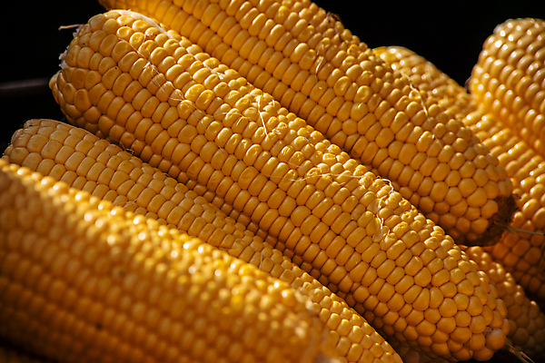 포토 JPG 해외이미지 식물 직업 음식 컨셉 농업 채소 재료 거리 건강 옥수수 요리 사람없음 야외 여름 노란색 요식업 식사 신선 뜨거움 시장 황금 달콤 맛 냄비 수증기 낟알 유기농 알맹이 날것 내추럴 점심식사 길거리음식 방법 삶기 숙성 채식주의자 맛있는 해외포토 웰빙 계절 산업 컬러 곡류 솥 채식 파일형식 이미지허브