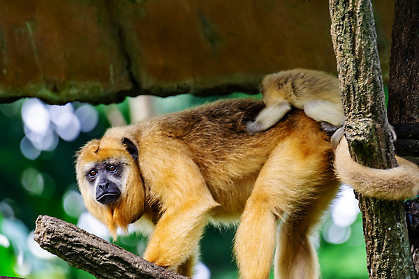 포토 JPG 해외이미지 나무 동물 응시 공원 여자 아시아 얼굴 야생동물 백그라운드 포유류 태국 자연 생물 털 동물원 앉기 사람없음 초록색 갈색 검은색 흰색 나뭇가지 원숭이 표현 아기 황무지 숲 사파리 인도네시아 멸종 서식지 유인원 원시시대 말레이시아 동물상 해외포토 식물 시선 공공시설 나라 컬러 모션 사람 신체부위 조형물 역사 생태계 파일형식 이미지허브