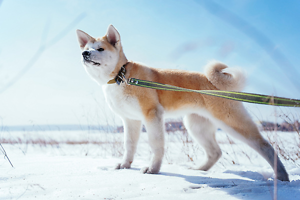 포토 JPG 해외이미지 공원 새끼 포즈 겨울 털 서기 사람없음 걷기 개 강아지 생강 신앙심 충실 해외포토 동물 계절 공공시설 채소 포유류 모션 반려동물 파일형식 이미지허브