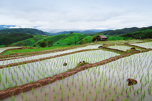 포토 JPG 해외이미지 식물 아시아 문화 지구 음식 여행 백그라운드 패턴 농업 태국 자연 밥 산 동양인 사람없음 초록색 물 농작물 농장 농경지 계곡 수확 안개 성장 시골 오두막 땅 언덕 유기농 시골집 논밭 밭일 생태학 해외포토 자연요소 웰빙 교육 나라 산업 컬러 무늬 밭 날씨 주택 논 인종 생태계 파일형식 이미지허브