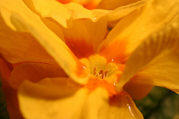 포토 JPG 해외이미지 식물 꽃 백그라운드 자연 추상 사람없음 장식 빨간색 뷰티 노란색 정원 봄 성장 벚꽃 개화 닫기 묘사 원예 꽃가루 프리뮬러 해외포토 계절 컬러 무늬 모션 취미 가루 생태계 파일형식 이미지허브