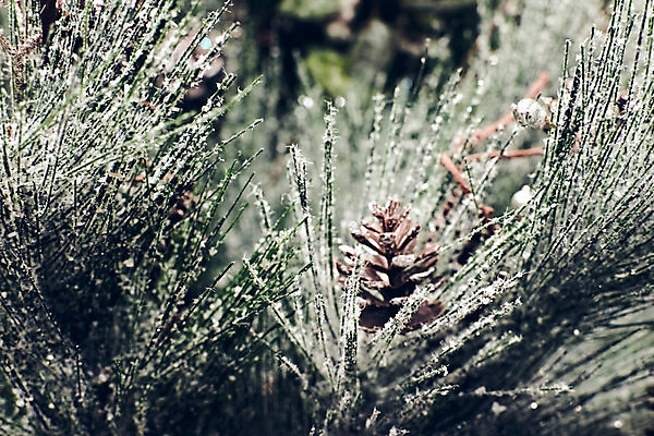포토 JPG 해외이미지 나무 전통 디자인 계절 별 잎 크리스마스 겨울 패턴 공 휴가 전등 새로움 기념 사람없음 장식 빨간색 초록색 빛 축제 장식볼 나뭇가지 축하 인사 소나무 신용카드 눈송이 분위기 황금 소프트포커스 숲 연도 심볼 질감 브런치 상록수 전나무 블러 해외포토 자연요소 식물 기념일 컬러 컨셉 무늬 조명 눈_날씨 촬영기법 금융 식사 예절 파일형식 이미지허브
