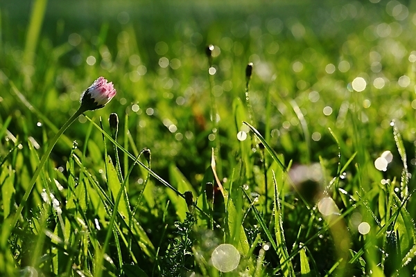 포토 JPG 해외이미지 나무 식물 디자인 계절 공원 꽃 백그라운드 잎 패턴 밭 자연 아침 부활절 잔디 사람없음 야외 아웃포커스 초록색 빛 컬러풀 햇빛 태양 뷰티 환경 정원 맑음 봄 신선 닫기 묘사 생태계 보케 내추럴 효과 해외포토 주간 자연요소 공공시설 기념일 컬러 무늬 농업 모션 날씨 촬영기법 파일형식 이미지허브