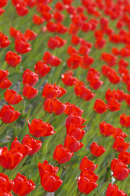 포토 JPG 해외이미지 식물 꽃 자연 사람없음 빨간색 초록색 여름 태양 봄 튤립 성장 침대 축적 해외포토 자연요소 계절 컬러 가구 생태계 파일형식 이미지허브