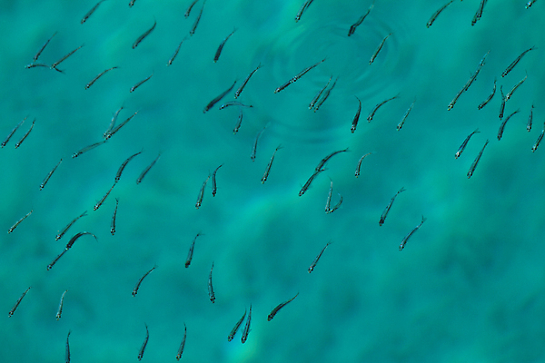 포토 JPG 해외이미지 동물 구름 바다 섬 여행 자연 휴가 휴식 생물 어류 풍경 사람없음 물 여름 파란색 컬러풀 뷰티 반사 평화 침묵 신선 서핑 작음 휴양지 내추럴 터키석 파라다이스 해외포토 자연요소 계절 컬러 컨셉 수중동물 소리 장소 수상스포츠 크기 보석 생태계 파일형식 이미지허브