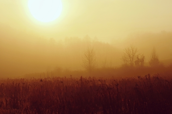 포토 JPG 해외이미지 나무 계절 공원 길 여행 백그라운드 잎 밭 자연 아침 날씨 풍경 사람없음 야외 목재 여름 빛 컬러풀 햇빛 태양 일출 환경 계곡 맑음 어둠 일몰 안개 광선 가을 시골 숲 신비 내추럴 뿌연 해외포토 주간 자연요소 식물 공공시설 컬러 컨셉 농업 재료 노을 생태계 파일형식 이미지허브