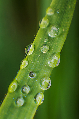 포토 JPG 해외이미지 식물 백그라운드 잎 목걸이 자연 아침 건강 잔디 사람없음 야외 초록색 물 반사 환경 정원 봄 젖음 성장 물방울 신선 투명 닫기 떨어짐 이슬 빗방울 순수 빗물 내추럴 해외포토 주간 자연요소 계절 컬러 컨셉 장신구 모션 비_날씨 생태계 파일형식 이미지허브