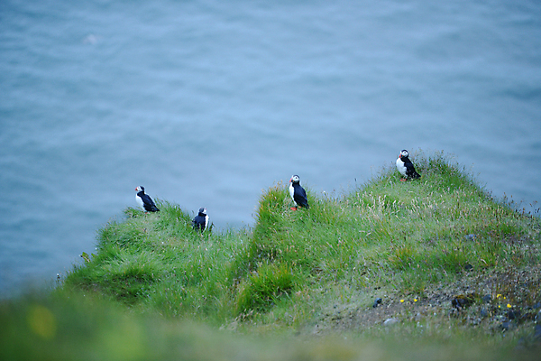 포토 JPG 해외이미지 동물 꽃 야생동물 음식 바다 섬 여행 캐나다 조류 노르웨이 아이슬란드 사람없음 물 빙하 대서양 식민지 피오르 해외포토 자연요소 식물 유럽 북아메리카 지형 파일형식 이미지허브