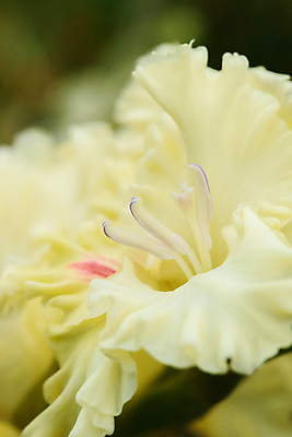 포토 JPG 해외이미지 식물 꽃잎 꽃 꽃다발 백그라운드 컨셉 꽃무늬 패턴 자연 추상 사람없음 장식 물 여름 빛 노란색 정원 벚꽃 꽃술 신선 닫기 소프트포커스 묘사 유기농 원예 질감 잡종 내추럴 꽃수술 흥미 해외포토 자연요소 웰빙 계절 컬러 무늬 모션 촬영기법 취미 생태계 파일형식 이미지허브