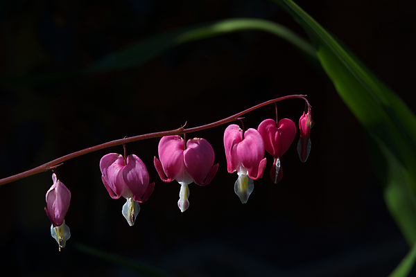 포토 JPG 해외이미지 모양 식물 계절 꽃잎 꽃 줄기 분홍색 잎 꽃무늬 자연 검은배경 발렌타인데이 사랑 동양인 사람없음 야외 장식 컬러풀 일본 중국 봄 성장 벚꽃 하트 신선 개화 원예 리빙 강렬 고립 생태학 영원 카피스페이스 해외포토 교육 감정 아시아 컬러 백그라운드 무늬 데이이벤트 인종 취미 검은색 공백 생태계 파일형식 이미지허브
