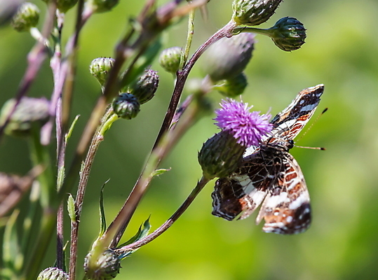 포토 JPG 해외이미지 식물 동물 계절 꽃 야생동물 나비 곤충 백그라운드 잎 밭 날개 자연 벽지 안테나 초원 사람없음 초록색 여름 뷰티 환경 정원 낭만 시골 벌레 고독 작음 에코 질감 생물학 꽃가루 꿀 단아함 동물상 블러 취급주의 해외포토 교육 감정 컬러 컨셉 농업 통신 경고 조형물 크기 가루 생태계 파일형식 이미지허브