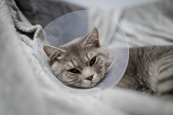 포토 JPG 해외이미지 동물 휴식 영국 주택 건강 피곤 사람없음 치료 반려동물 소파 약 머리 고양이 침묵 고통 회색 슬픔 보호 질병 편안함 위험 플라스틱 목 문제 외과 원뿔 수의사 기르기 직진 치유 스코틀랜드 해외포토 도형 감정 유럽 컬러 컨셉 의자 포유류 의학 재질 병원 건물 신체부위 소리 의사 감각 돌봄 파일형식 이미지허브