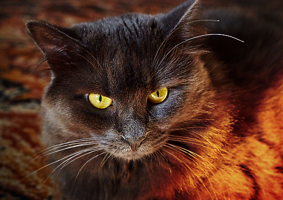 포토 JPG 해외이미지 동물 응시 여자 얼굴 백그라운드 포유류 자연 털 실내 사람없음 초록색 파란색 반려동물 머리 고양이 회색 코트 흰색 닫기 질문 모피 순수 명상 솜털 기르기 해외포토 시선 컬러 컨셉 모션 사람 내부 신체부위 외투 생태계 돌봄 파일형식 이미지허브