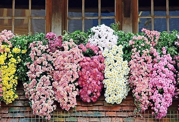 포토 JPG 해외이미지 계절 꽃 창문 국화 사람없음 장식 할로윈 가을 죽음 떨어짐 냄비 원예 해외포토 식물 컨셉 취미 솥 파일형식 이미지허브