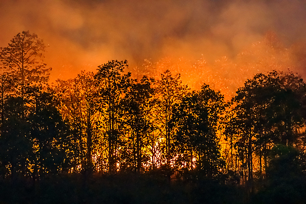 포토 JPG 해외이미지 나무 불 산 사람없음 야외 연기 숲 위험 산불 연소 해외포토 자연요소 식물 컨셉 화재 파일형식 이미지허브
