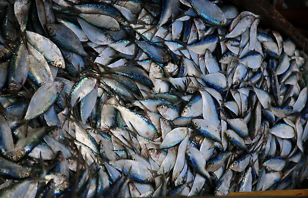 포토 JPG 해외이미지 호수 음식 바다 자연 조개 항해 어류 사람없음 물 강 태양 환경 식사 그물 어선 보트 어부 해산물 함선 날것 낚시꾼 어장 소금물 브라질사람 해외포토 자연요소 직업 배_교통 어패류 수중동물 생태계 파일형식 이미지허브