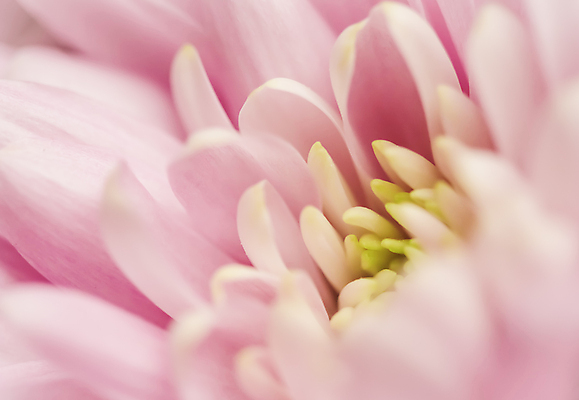 포토 JPG 해외이미지 식물 디자인 계절 꽃잎 꽃 분홍색 백그라운드 컨셉 꽃무늬 자연 추상 휴가 국화 미술 사람없음 빛 환경 보라색 봄 수확 성장 벚꽃 신선 신용카드 개화 선택 질감 복고 데이지 부드러움 내추럴 해외포토 컬러 무늬 농업 문화예술 금융 감각 생태계 파일형식 이미지허브