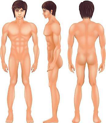 EPS 해외이미지 일러스트 사람 그래픽 머리 하트 뇌 그림 목 방광 지라 해외일러스트 모양 신체부위 비뇨기관 파일형식 벡터 이미지허브