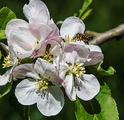 포토 JPG 해외이미지 나무 식물 동물 계절 꽃잎 꽃 분홍색 곤충 백그라운드 농업 자연 하늘 사람없음 야외 초록색 파란색 빛 뷰티 정원 봄 벚꽃 흰색 나뭇가지 신선 작업 개화 닫기 벌레 꿀벌 사과 수분 벌 다발 꽃가루 꿀 내추럴 꽃수술 호박벌 해외포토 산업 컬러 과일 모션 벌_곤충 가루 생태계 파일형식 이미지허브
