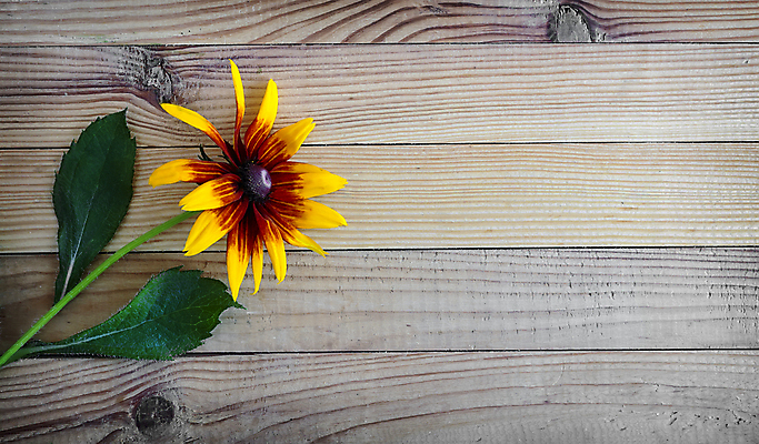 포토 JPG 해외이미지 식물 1 디자인 꽃잎 꽃 백그라운드 잎 자연 탁자 휴가 기념 실내 사람없음 목재 장식 빛 갈색 노란색 파티 식당 수확 흰색 시골 축하 인사 내추럴 스타일 카피스페이스 해외포토 나무 컬러 가구 컨셉 농업 재료 이벤트 내부 상점 공백 예절 생태계 파일형식 이미지허브