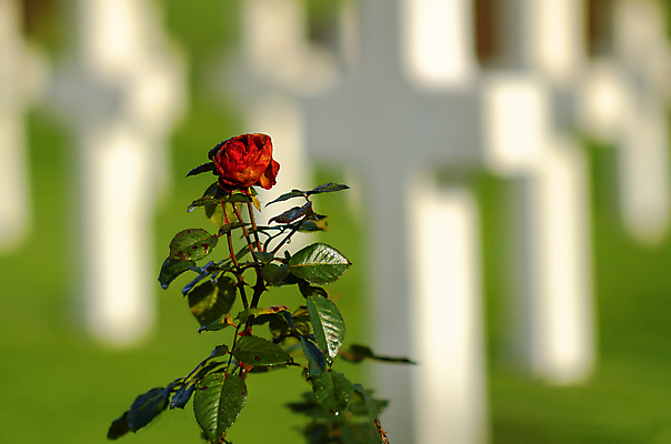 포토 JPG 해외이미지 꽃 십자가 사람없음 빨간색 장미 무덤 이슬 묘사 보케 고립 해외포토 식물 컬러 파일형식 이미지허브