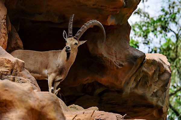 포토 JPG 해외이미지 동물 1 공원 남자 유럽 야생동물 여행 백그라운드 포유류 자연 초식동물 염소 산 털 뿔 동물원 종류 서기 풍경 사람없음 야외 여름 갈색 머리 이탈리아 사막 바위 황무지 알프스 멸종 염소자리 서식지 내추럴 동물상 전국 해외포토 계절 공공시설 나라 컬러 모션 사람 신체부위 조형물 별자리 돌_바위 생태계 파일형식 이미지허브