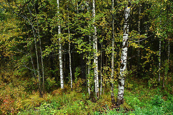 포토 JPG 해외이미지 나무 공원 유럽 여행 낙엽 잎 오렌지 자연 하늘 사람없음 야외 목재 빨간색 초록색 햇빛 노란색 맑음 덮개 시골 소나무 황금 떨어짐 정상 혼합 저녁 숲 엉덩이 허브 블루베리 침엽수 전나무 자작나무 삼림지대 섞기 크랜베리 해외포토 식물 공공시설 열매 나라 컬러 컨셉 과일 재료 날씨 신체부위 태양 뚜껑 야간 생태계 파일형식 이미지허브
