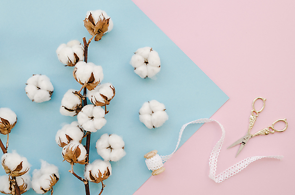 포토 JPG 해외이미지 줄기 실내 사람없음 하이앵글 파란배경 목화꽃 분홍색배경 해외포토 식물 꽃 뷰포인트 분홍색 백그라운드 내부 파란색 파일형식 이미지허브