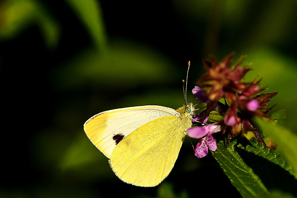 포토 JPG 해외이미지 꽃 야생동물 곤충 꽃무늬 날개 자연 사람없음 초록색 여름 뷰티 활발 벚꽃 흰색 꿀 내추럴 동물상 해외포토 식물 동물 계절 컬러 컨셉 무늬 조형물 생태계 파일형식 이미지허브