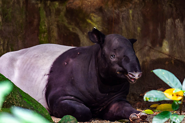 포토 JPG 해외이미지 나무 식물 동물 응시 공원 아시아 야생동물 모래 백그라운드 부분 포유류 자연 초식동물 동물원 동양인 사람없음 야외 초록색 검은색 회색 흰색 코 귀 인도네시아 멸종 주둥이 말레이시아 고립 동물상 땅바닥 찰과상 총구 반추동물 해외포토 시선 공공시설 나라 컬러 바닥 인종 신체부위 조형물 상처 생태계 파일형식 이미지허브