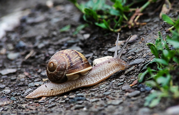 포토 JPG 해외이미지 동물 야생동물 음식 모래 백그라운드 자연 날씨 연체동물 주택 안테나 요리 사람없음 야외 물 갈색 환경 정원 봄 젖음 껍질 흰색 닫기 숲 작음 속도 질감 덮기 느림 내추럴 기어가기 고립 민달팽이 식용 끈적임 해외포토 자연요소 계절 컬러 통신 모션 무척추동물 건물 크기 생태계 파일형식 달팽이_동물 이미지허브