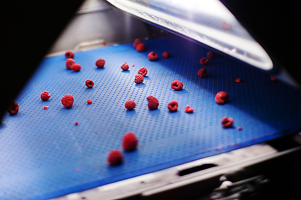 포토 JPG 해외이미지 공장 사람없음 냉동 어둠 기계 제조 산딸기 식품공장 냉동식품 해외포토 음식 과일 공업 파일형식 이미지허브