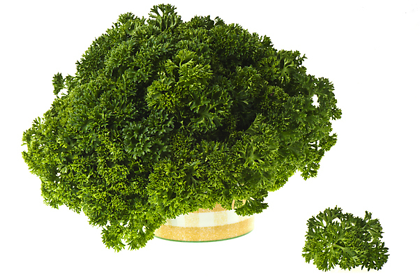 포토 JPG 해외이미지 잎 다이어트 파슬리 건강 마늘 요리 사람없음 목재 초록색 검은색 흰색 맛 자르기 고립 해외포토 나무 식물 컬러 컨셉 채소 재료 모션 파일형식 이미지허브