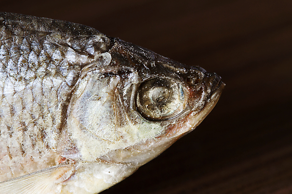 포토 JPG 해외이미지 문화 음식 백그라운드 자연 낚시 건조 맥주 어류 요리 사람없음 식사 어둠 마시기 신선 먹기 준비 상쾌 도미 가뭄 동쪽 해외포토 감정 모션 레저 날씨 주류 수중동물 방향 생태계 파일형식 이미지허브