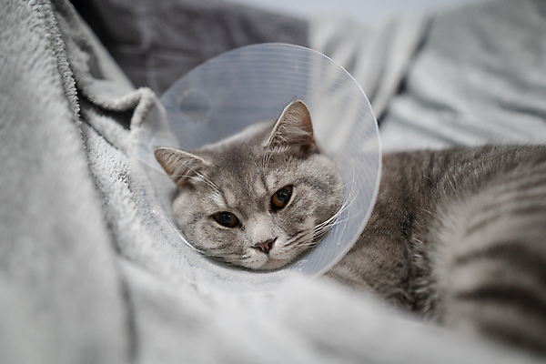 포토 JPG 해외이미지 한마리 휴식 실내 사람없음 아웃포커스 눕기 고양이 소프트포커스 동물병원 깔대기 해외포토 1 컨셉 포유류 모션 촬영기법 병원 내부 반려동물 파일형식 이미지허브