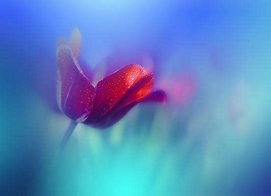 포토 JPG 해외이미지 식물 템플릿 디자인 꽃 꽃다발 백그라운드 잎 패턴 자연 휴가 프레임 선물 미술 풍경 사람없음 장식 빨간색 초록색 여름 파란색 컬러풀 뷰티 노란색 정원 맑음 보라색 봄 튤립 벚꽃 축하 인사 신선 다발 머리위 내추럴 국경 해외포토 계절 컬러 컨셉 무늬 날씨 문화예술 예절 생태계 파일형식 이미지허브