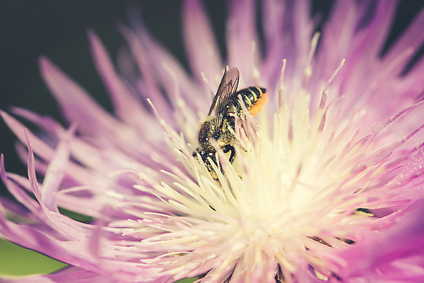 포토 JPG 해외이미지 식물 동물 계절 꽃잎 꽃 산업 야생동물 곤충 백그라운드 농업 자연 사람없음 야외 환경 정원 보라색 봄 활발 벚꽃 업무 개화 선택 달콤 수분 수집 제비꽃 복지 유기농 생태계 원예 꽃가루 꿀 솜털 내추럴 알레르기 동물상 생태학 해외포토 웰빙 교육 컬러 컨셉 취미 조형물 작업 맛 질병 가루 사회이슈 파일형식 이미지허브