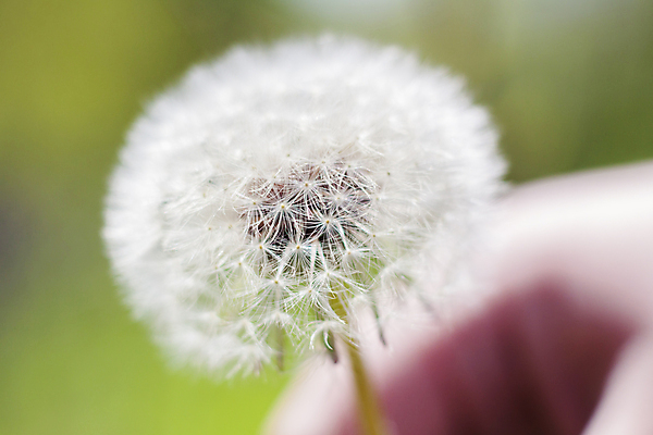 포토 JPG 해외이미지 주간 한송이 자연 근접촬영 사람없음 야외 아웃포커스 민들레 민들레홀씨 해외포토 자연요소 1 꽃 뷰포인트 촬영기법 생태계 송이 파일형식 이미지허브